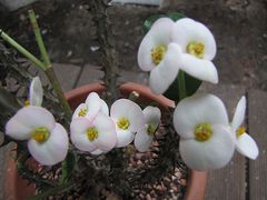 Euphorbia x Lomii