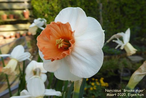 Narcissus 'Brooke Ager'