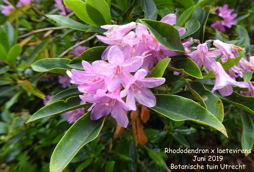 Rhododendron x laetevirens