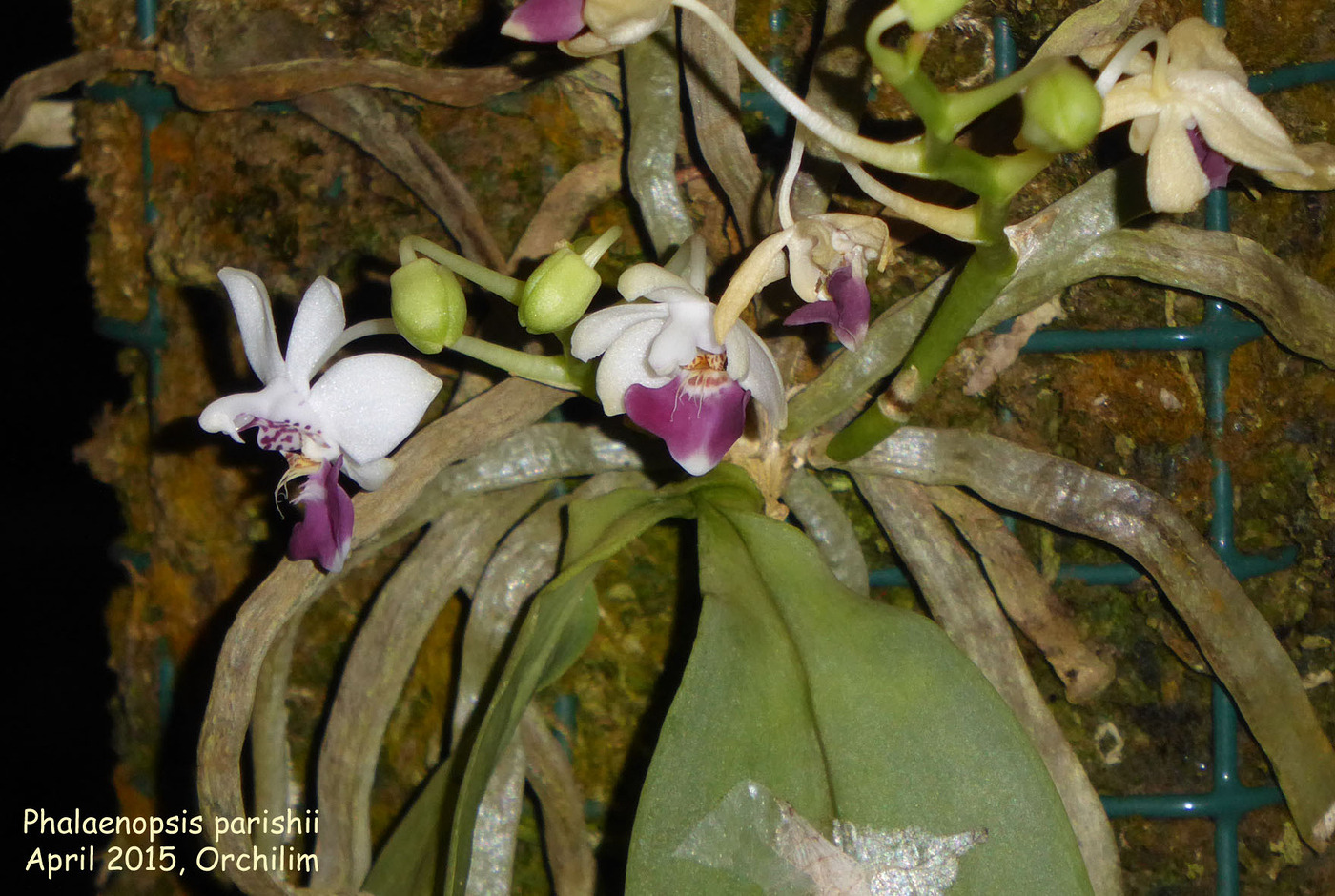 Photo Phalaenopsis Parishii Phalaenopsis Album Nora Goosen 