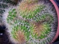 Echinocactus grusoni crest
