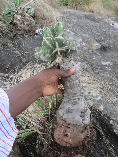 121 Euphorbia graniticola from zembe mountain in Manica province center of Mozambique
