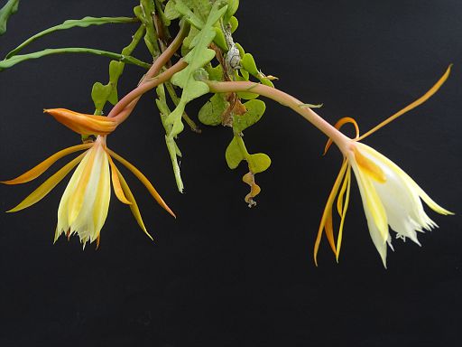 Epiphyllum anthonianus