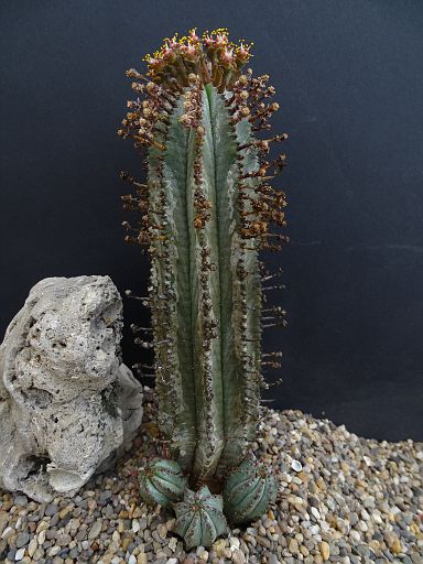 Euphorbia horrida minor