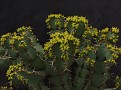Euphorbia coerulescans 