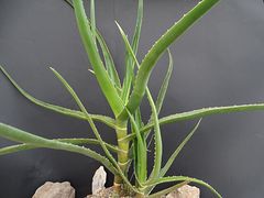 Aloe tongaensis
