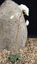 Crassula montana ssp. quadrangularis

