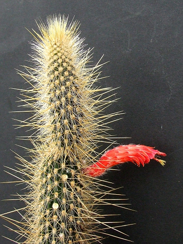 Cleistocactus tupisensis