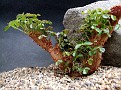 Oxalis succulentum fa. cristata