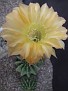 Echinopsis `Green Gold`