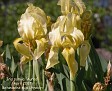 Iris pumila 'Aurea'
