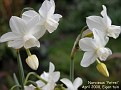 Narcissus 'Petrel'